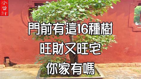 門前種什麼樹好|門前栽什麼樹好？農村種樹講究多，5類樹木寓意差別大